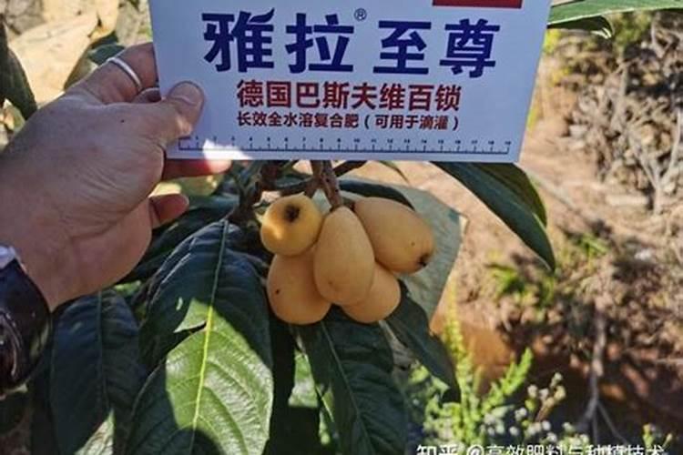 枇杷施肥用什么最好