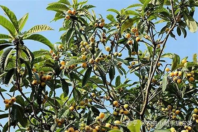 枇杷树什么时候施全钾肥最好？