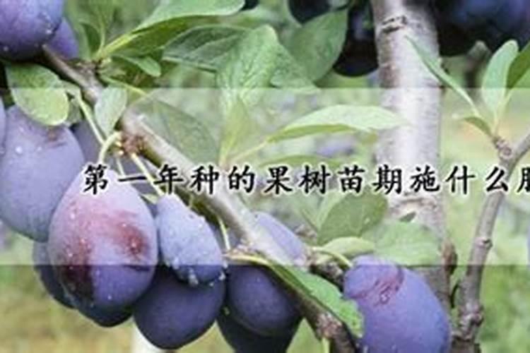 什么是鱼蛋白肥料,鱼蛋白肥料作用及使用方法