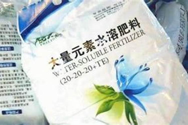 金钻树怎么养