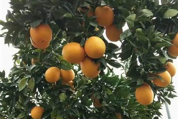脐橙增甜有哪些方法 脐橙增甜的方法介绍