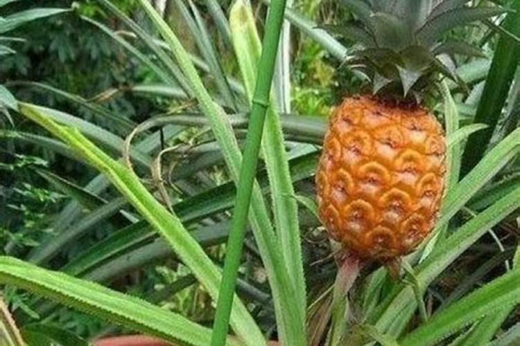 硼肥在梨树上用,什么时候用好？