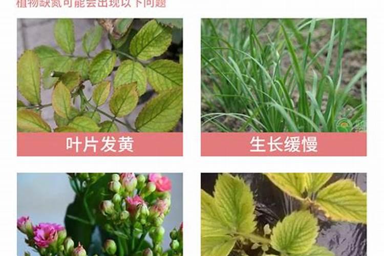 水稻氮肥过多如何补救 附症状