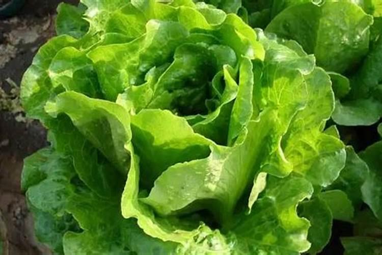 做沙拉的生菜是什么菜 做沙拉的生菜是哪些菜