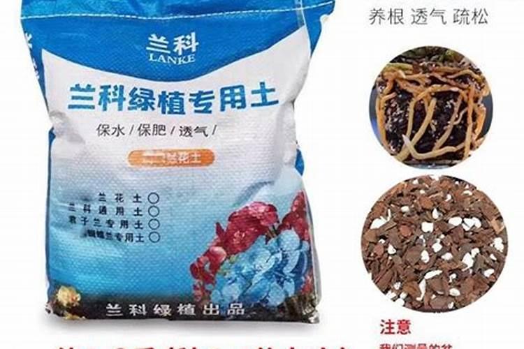 兰花的养殖方法和注意事项 盆栽