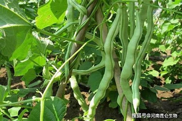 豆角用什么肥料效果好(种植豆角结果期需要什么叶面肥)