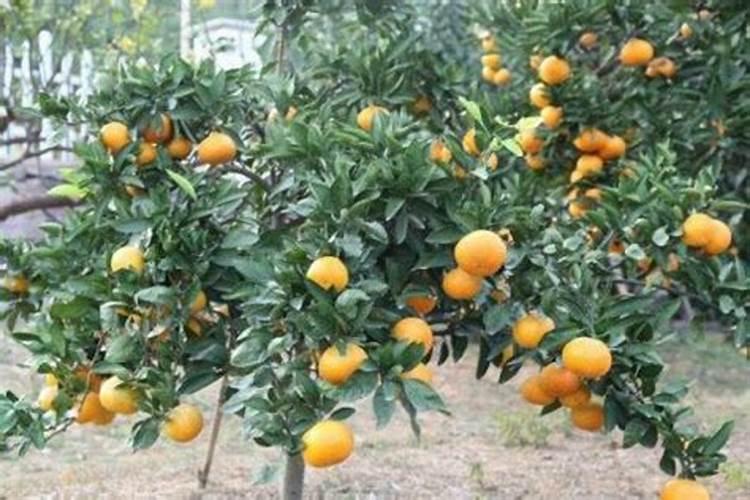 柑橘施肥时期和方法 附肥害症状