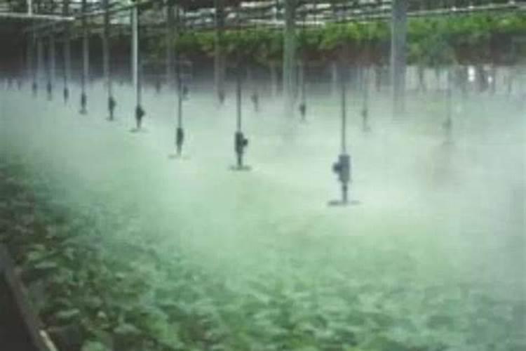 雷竹如何种植能高产