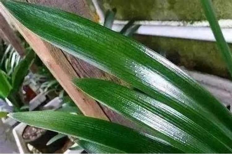 新栽兰花叶面可以喷水吗