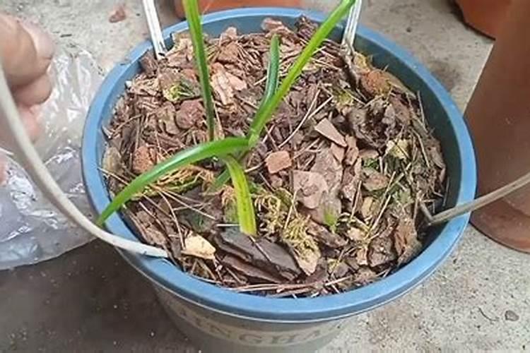 兰花喷叶面肥和浇水需要注意些什么