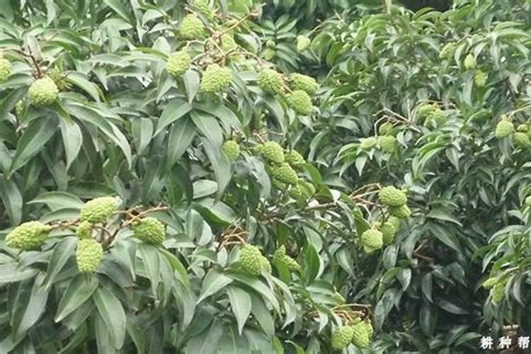 问一下荔枝龙眼要怎样施肥才能早熟？