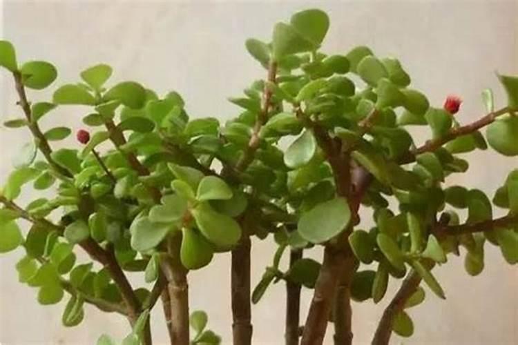 种香瓜用什么肥料最好