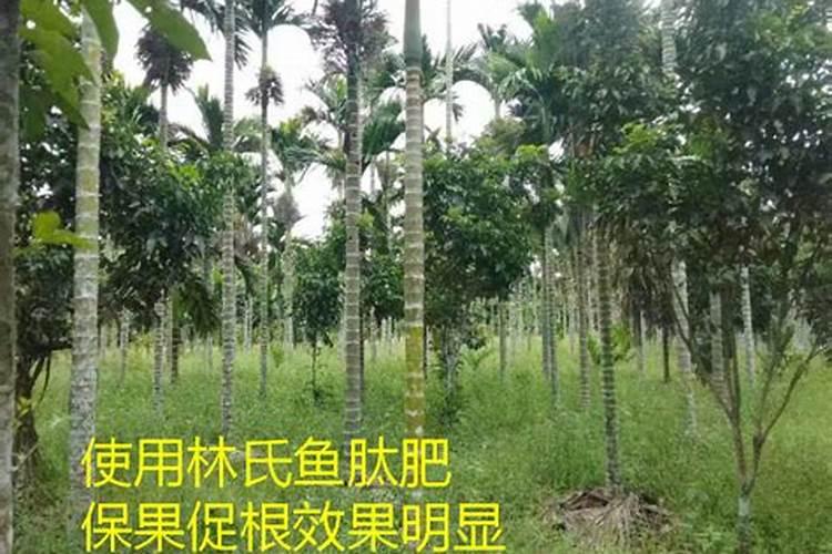 槟榔苗种多久可以施生根水种肥料？