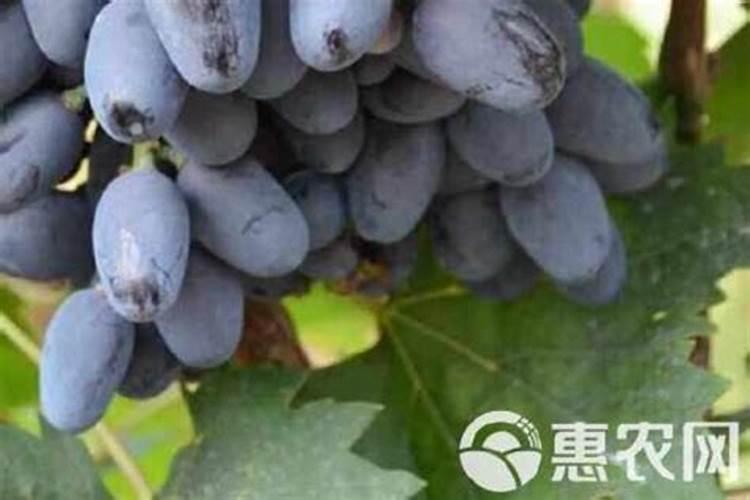 葡萄开春什么时候浇水