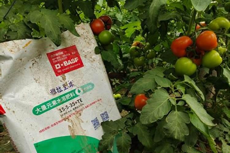 甘蔗施什么肥料最甜 什么时候施肥合适