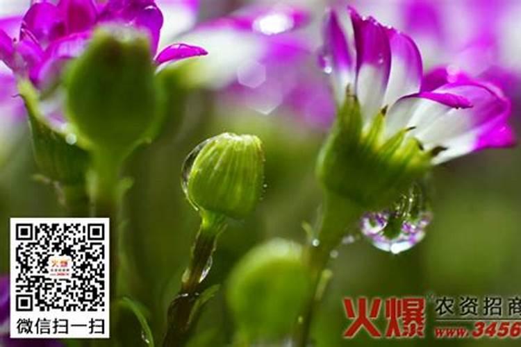 糯玉米种植技术有哪些