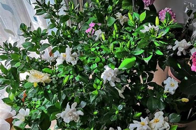 栀子花施肥量是多少