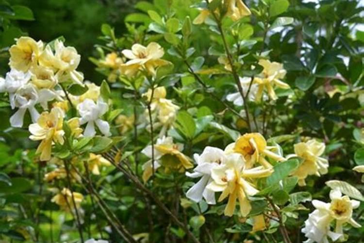 桅子花如何施肥