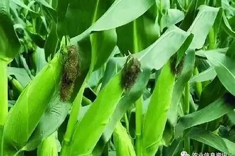 玉米金大棒叶面肥的使用方法