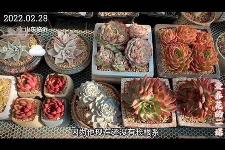 春季多肉怎么减肥