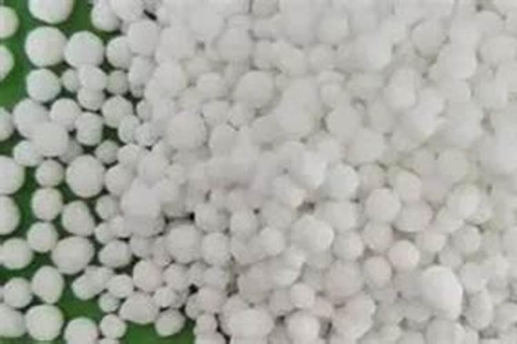 为什么豆类植物不需要施氮肥