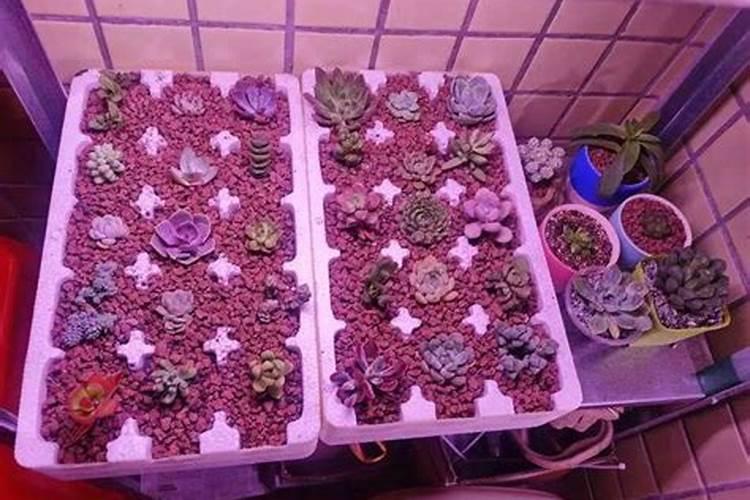 香蕉皮做肥料
