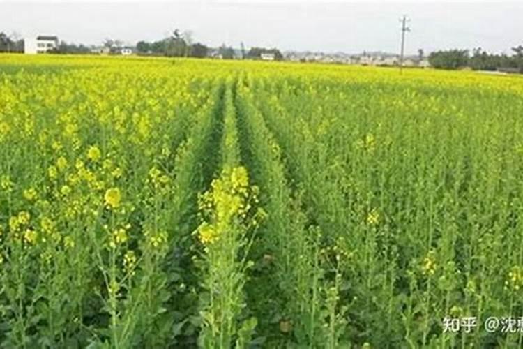 油菜开花施什么肥什么叶面肥好？