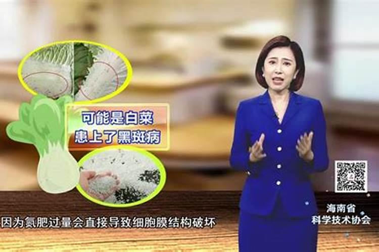 白菜最忌三种肥