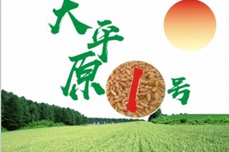 种植玉米每亩投入