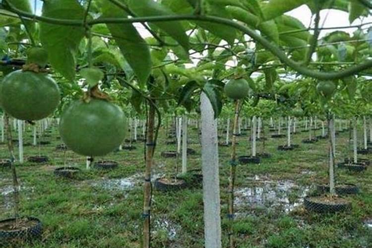 百香果什么时候施肥 种植百香果什么时间施肥最好
