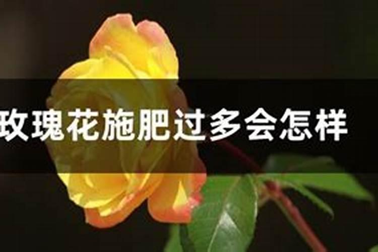 翻盆后的兰花多久开花 翻盆后兰花几时开花
