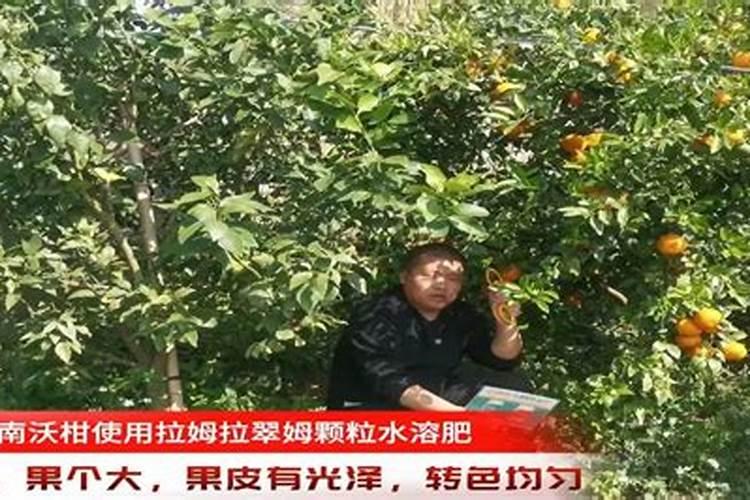 沃柑用什么肥料最好