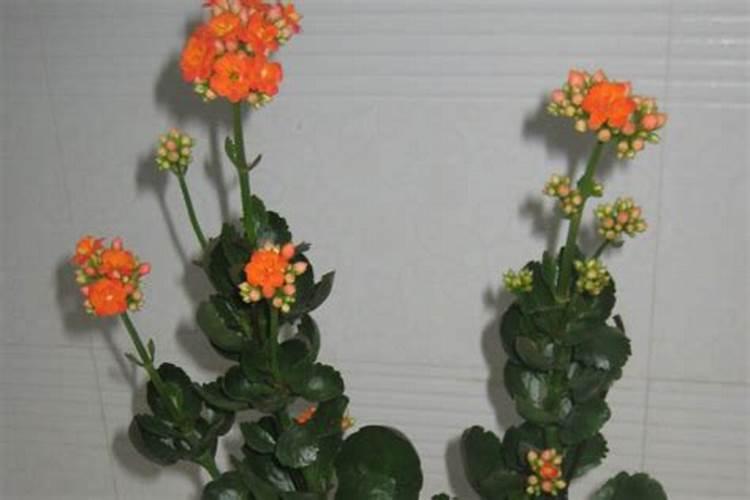 长寿花夏天能施肥吗 长寿花夏季是否可以施肥