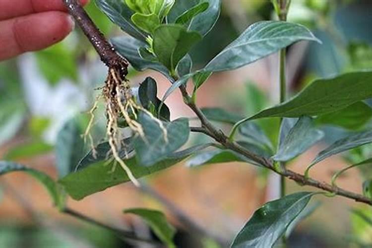 养栀子花的肥料 栀子花最好的肥料是什么怎么施