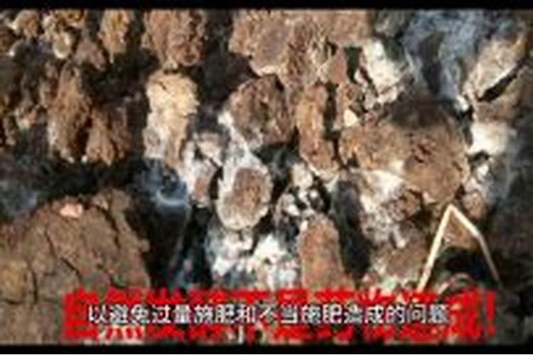 初中生物缺氮磷钾口诀