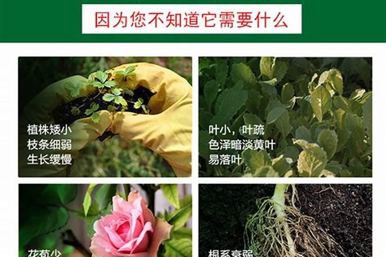 磷酸二氢钾叶面肥喷施的用量