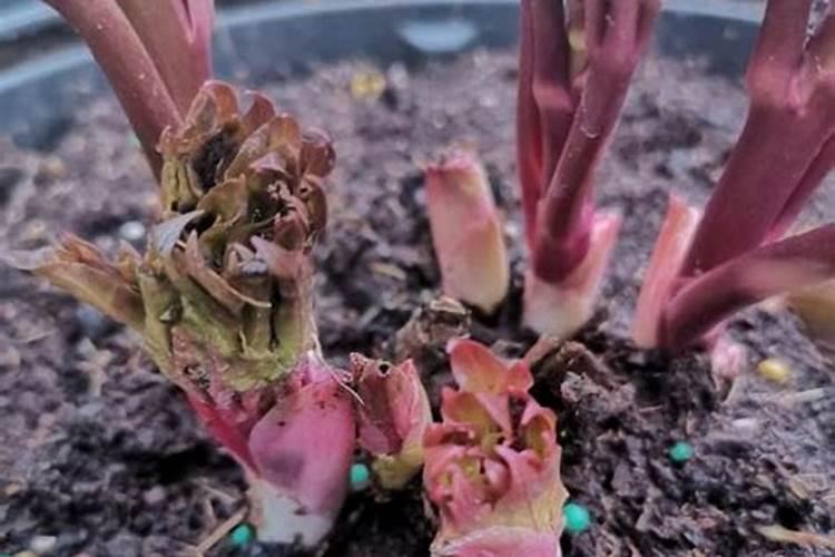 牡丹花施什么肥好