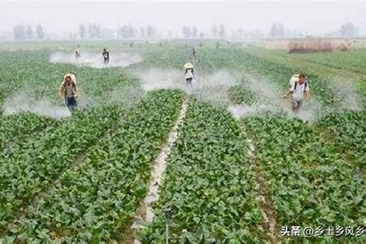 玉米花粒期可喷施液体氮肥吗？