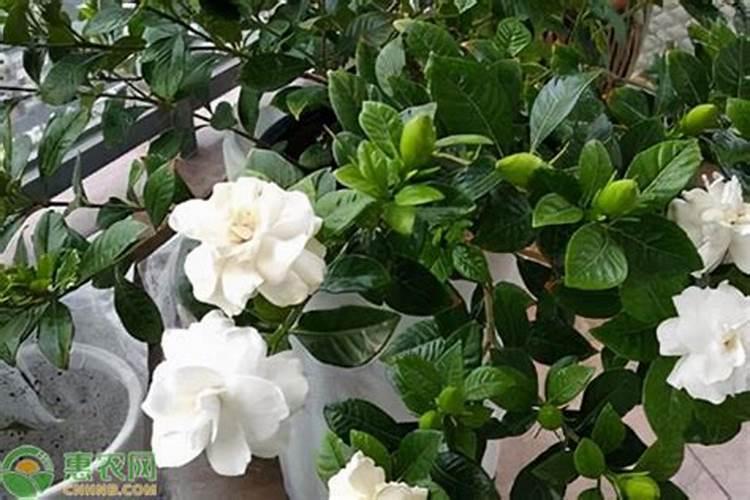 各位老师请教一下:芒果树冲梢用什么药来控比较稳
