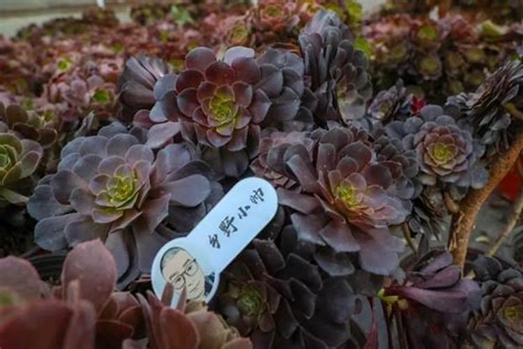 多肉栽种多久后可以浇水(多肉栽多久可以施肥)