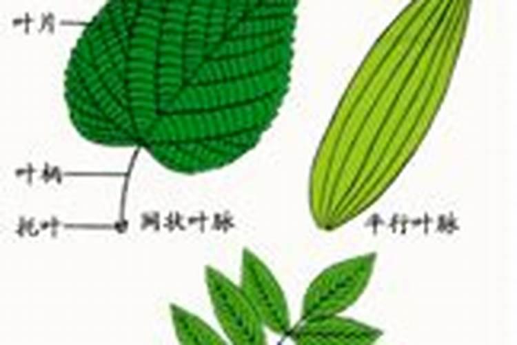 苹果树补钙的叶面肥有哪些