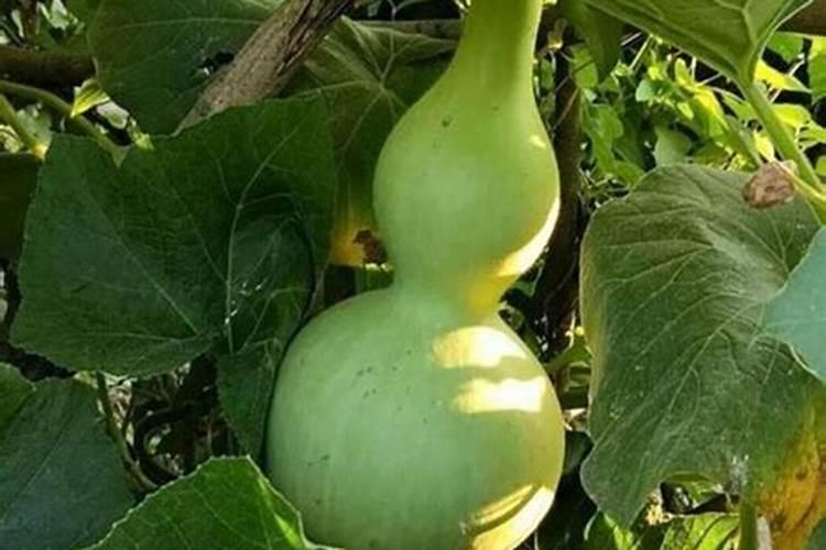 植种打籽葫芦后期应上什么肥料