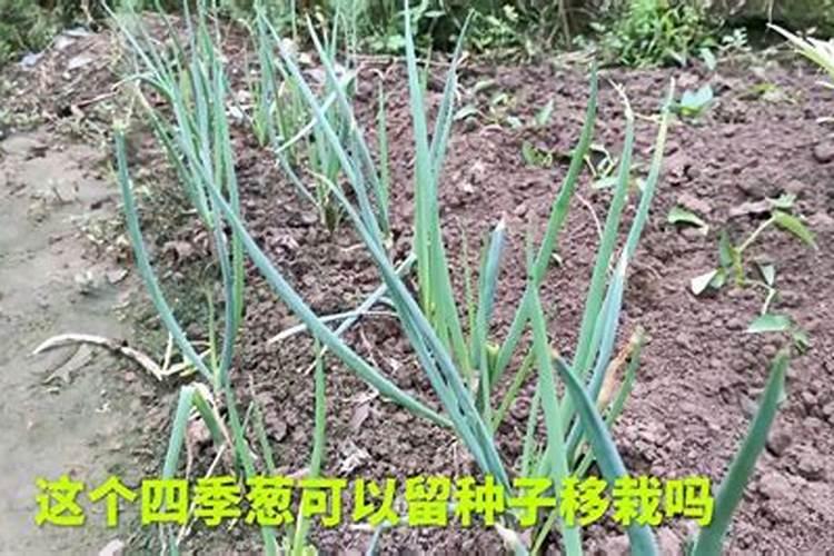 四季葱用什么肥长得快