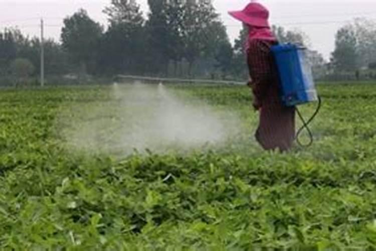 种植毛豆叶子太旺怎么办？