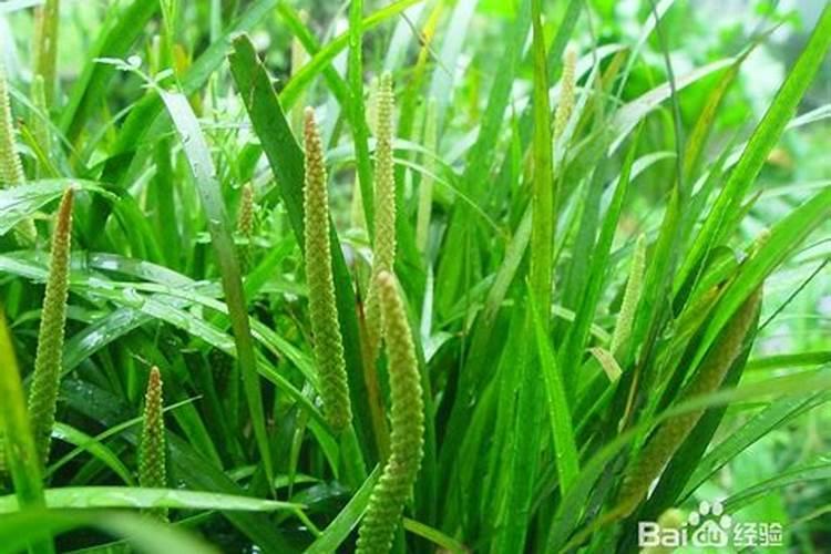石菖蒲如何养护