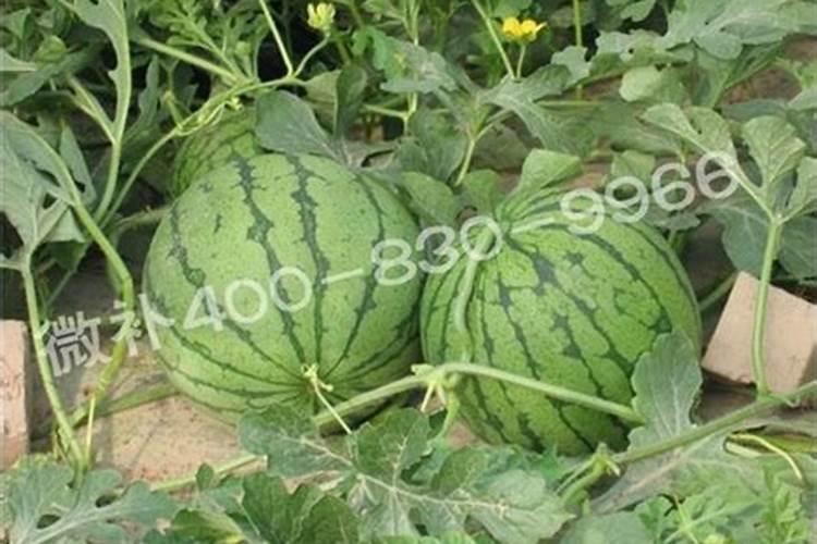国内氨基酸水溶肥生产厂家有哪些？