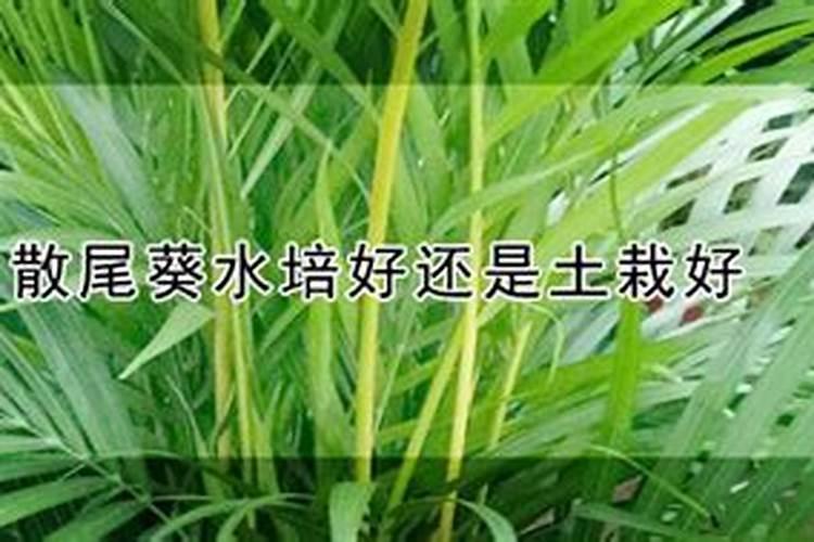 氮肥适合浇什么花