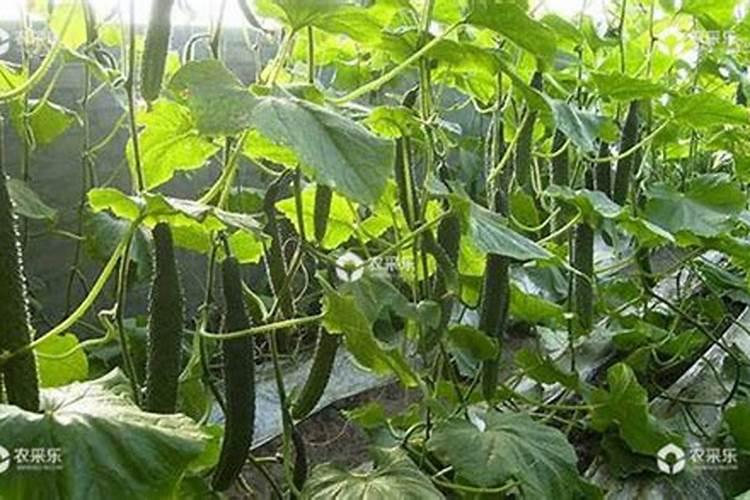 发财树刚种下去要浇水吗