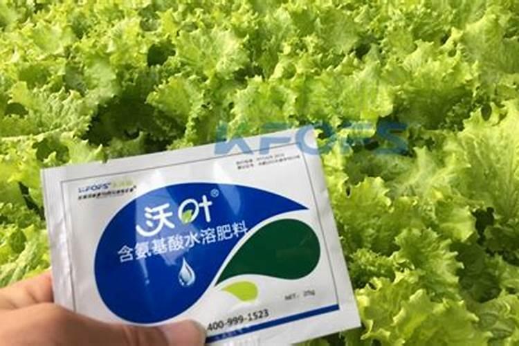 苦瓜刚出,子叶有白点,生长点就死了是什么原因