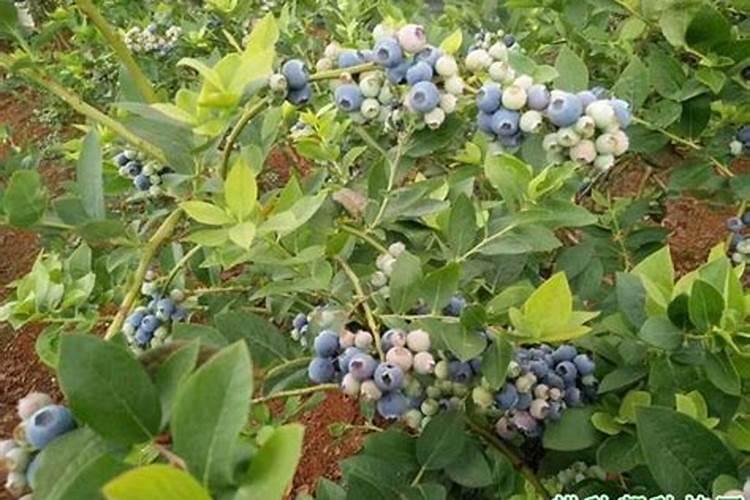 蓝莓用什么肥料最好